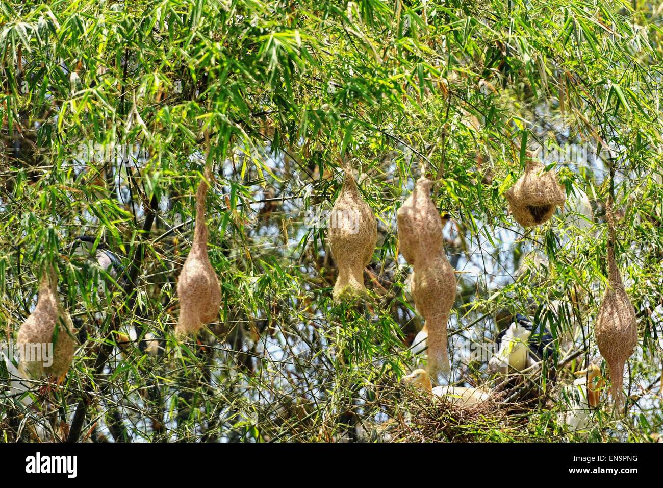 Nakhon Sawan, Thailandia. 30 apr, 2015. Nidi di uccelli sono visti da un albero in un'isola di Bueng Boraphet, una palude di acqua dolce e il lago in Nakhon Sawan, Tailandia centrale, Aprile 30, 2015. Copre un area di 212.38 chilometri quadrati, Bueng Boraphet ospita quasi 200 specie animali e vegetali. Il lago è una destinazione per la migrazione di uccelli tra settembre e marzo. © Li Mangmang/Xinhua/Alamy Live News Foto Stock