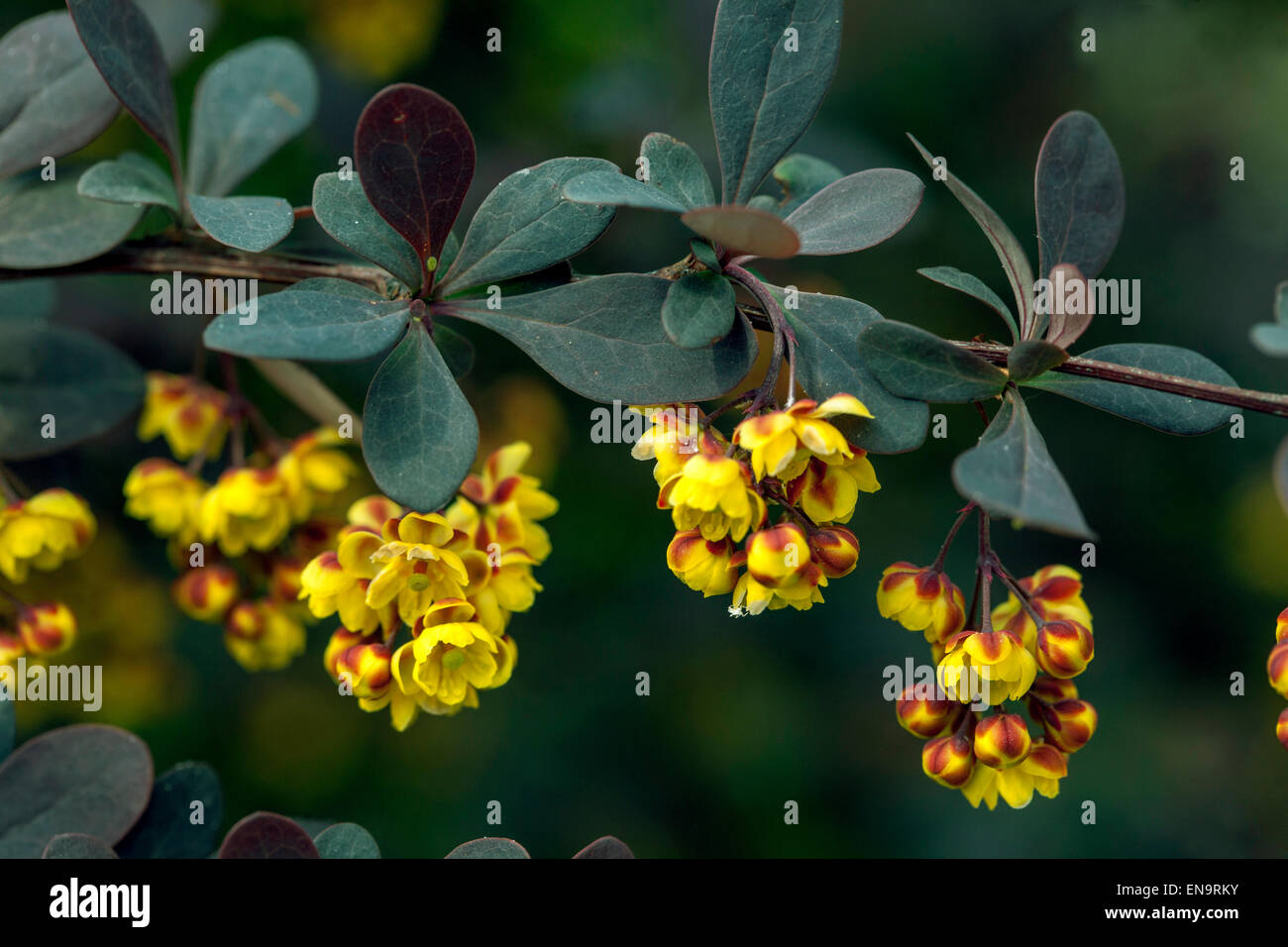 Giapponese, Crespino Berberis thunbergii atropurpurea, ramoscello con fiori Foto Stock