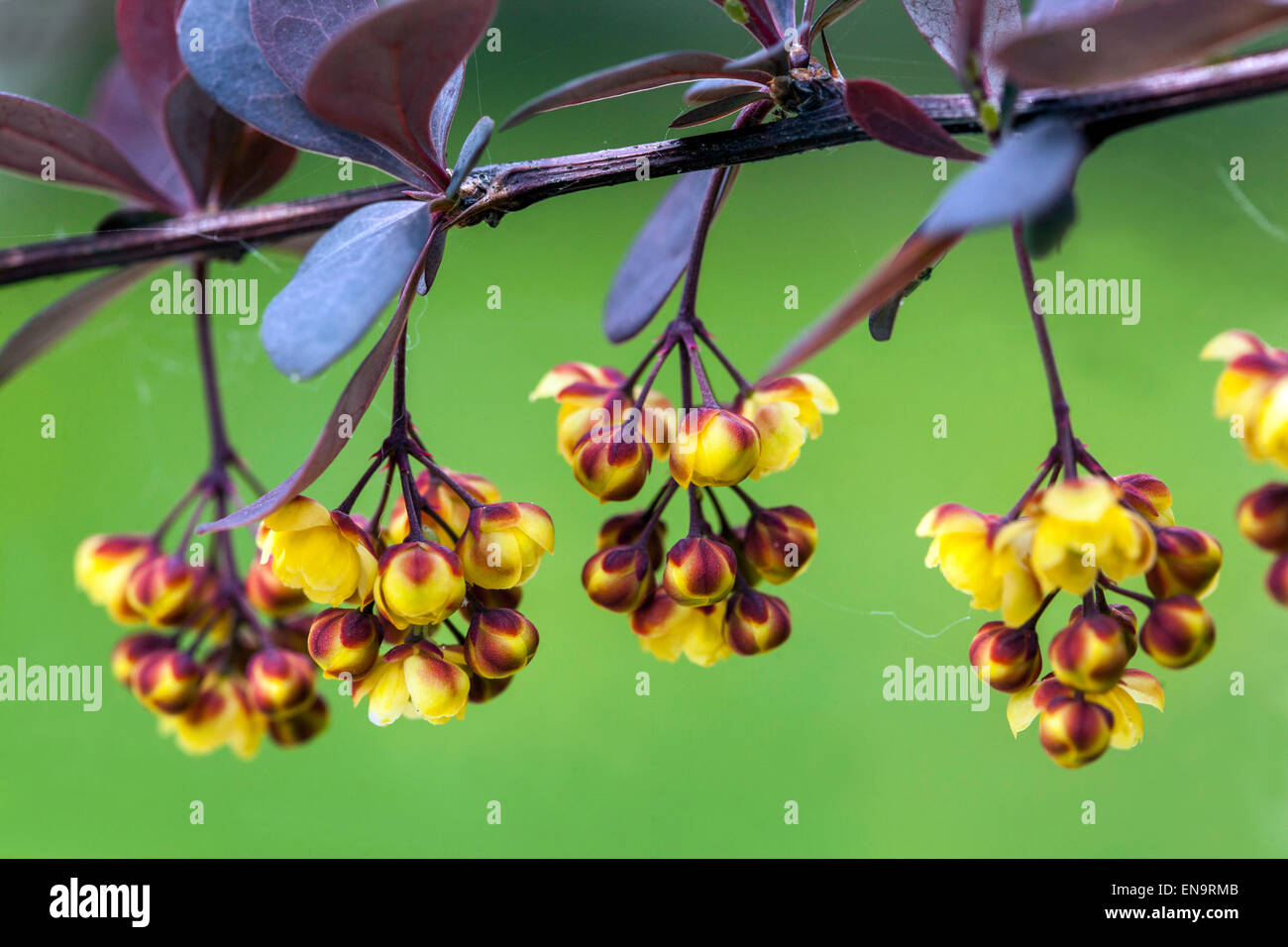 Berberis thunbergii Atropurpurea Foto Stock