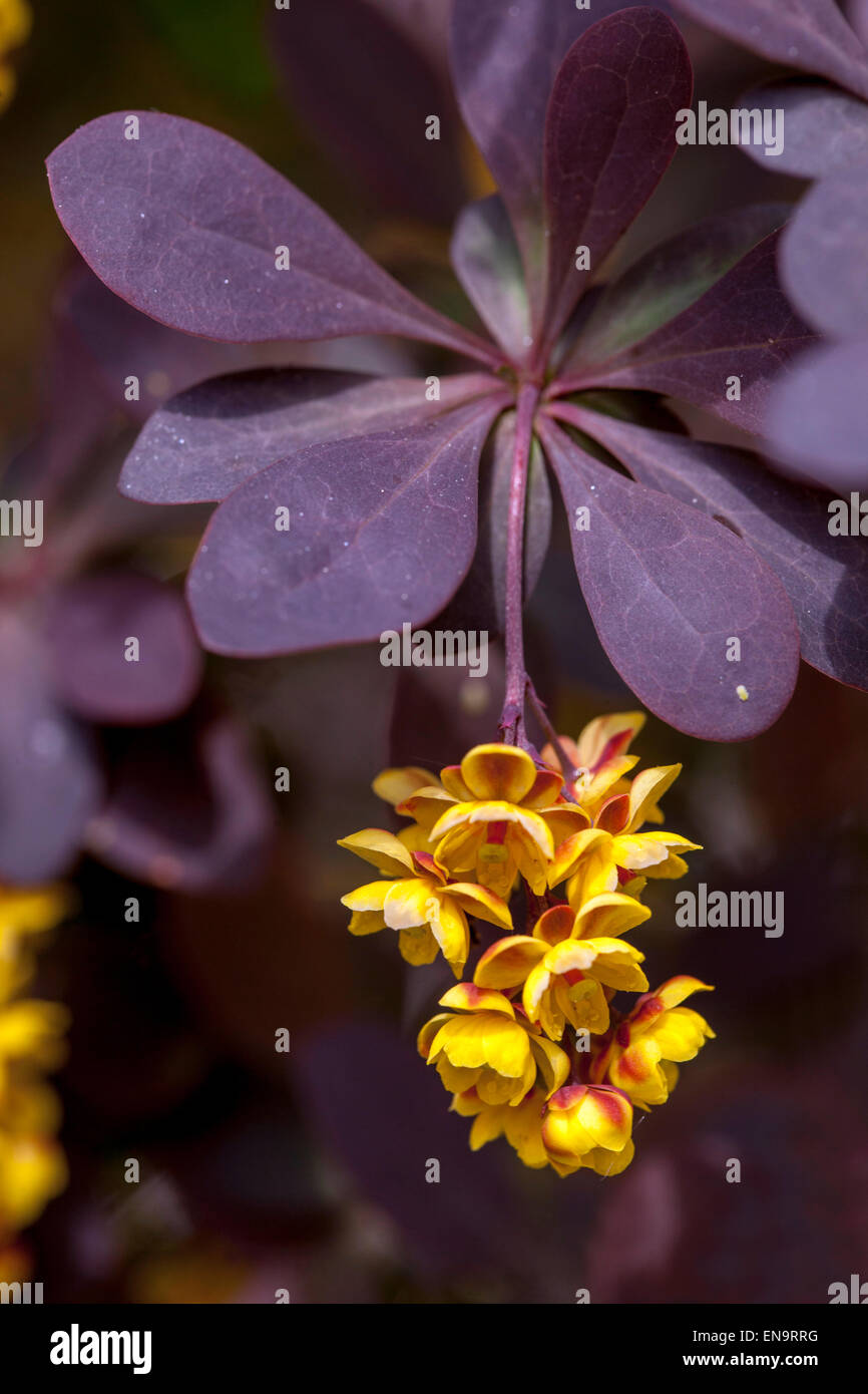 Giapponese, Crespino Berberis thunbergii atropurpurea, ramoscello con fiori Foto Stock
