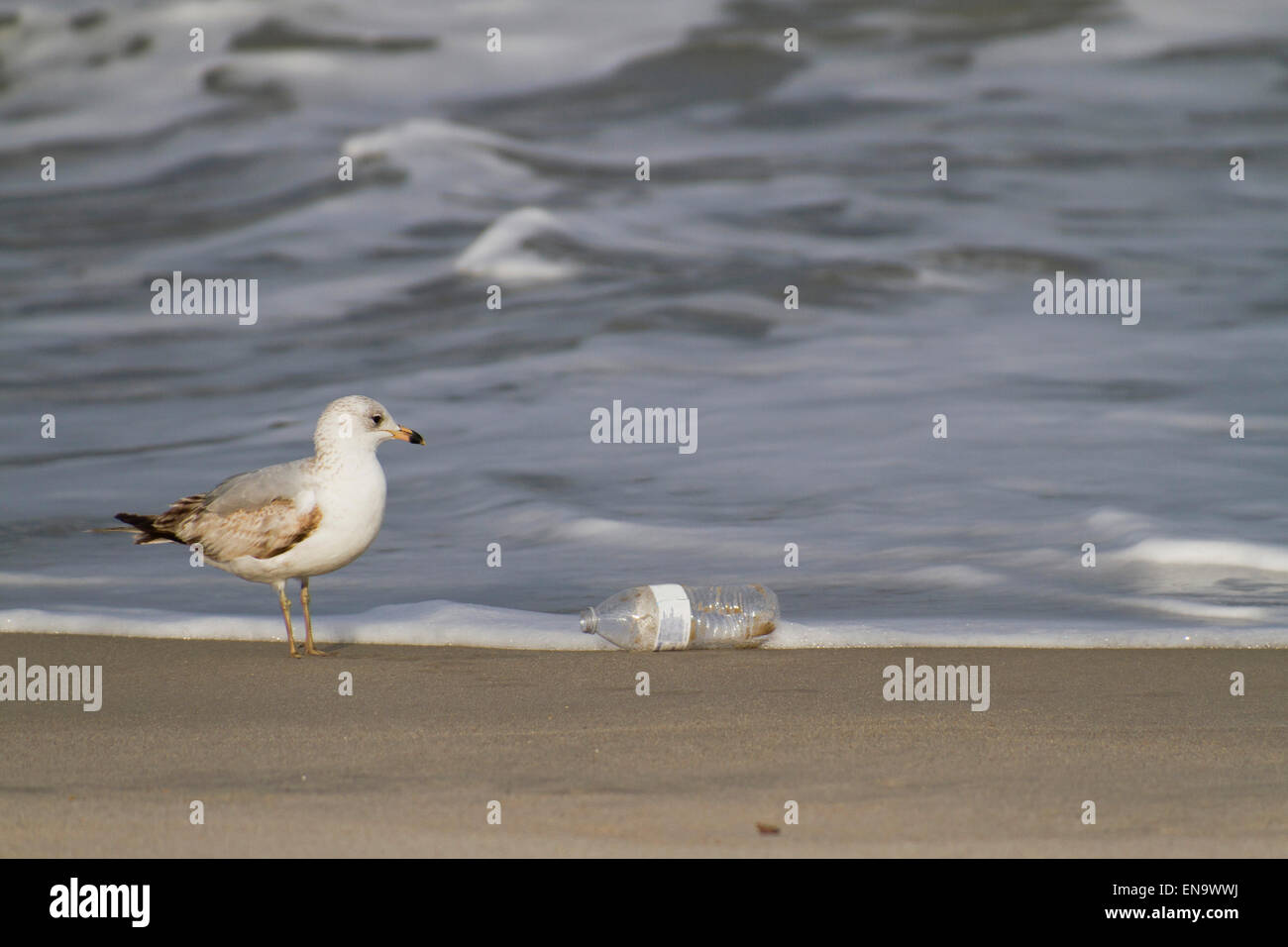 Un gabbiano guarda askance in corrispondenza di una bottiglia di plastica lavati fino sulla spiaggia dalla marea Foto Stock