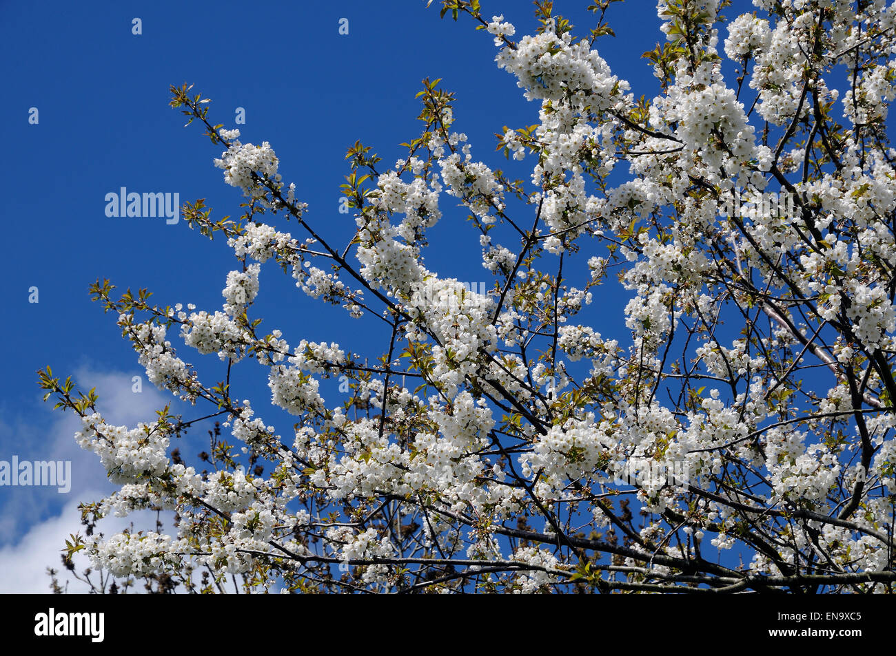 fiore bianco Foto Stock