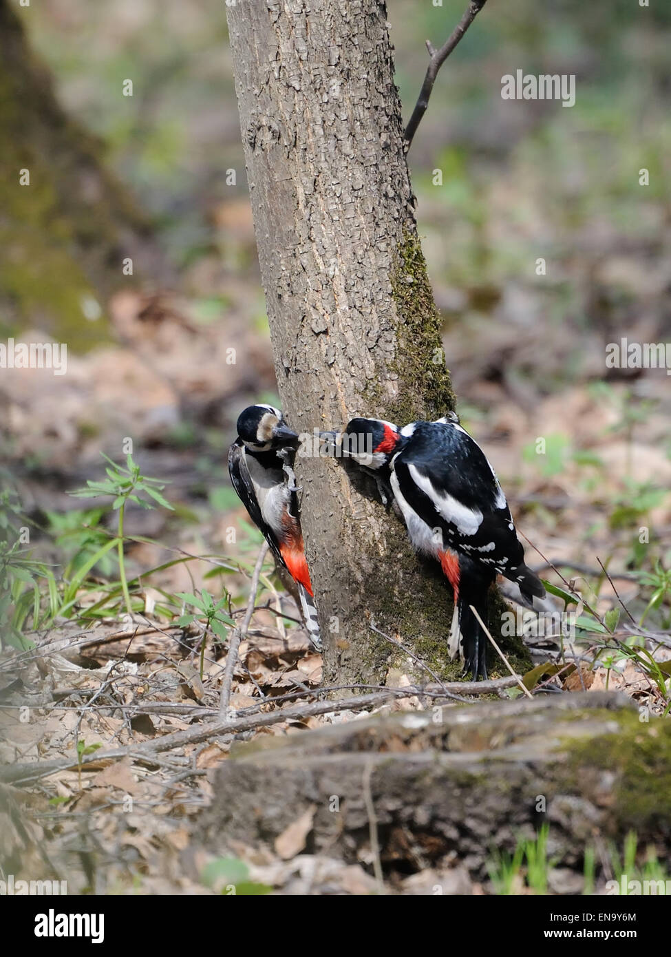 Due giocando maschio grande picchio maculato sotto l'albero Foto Stock