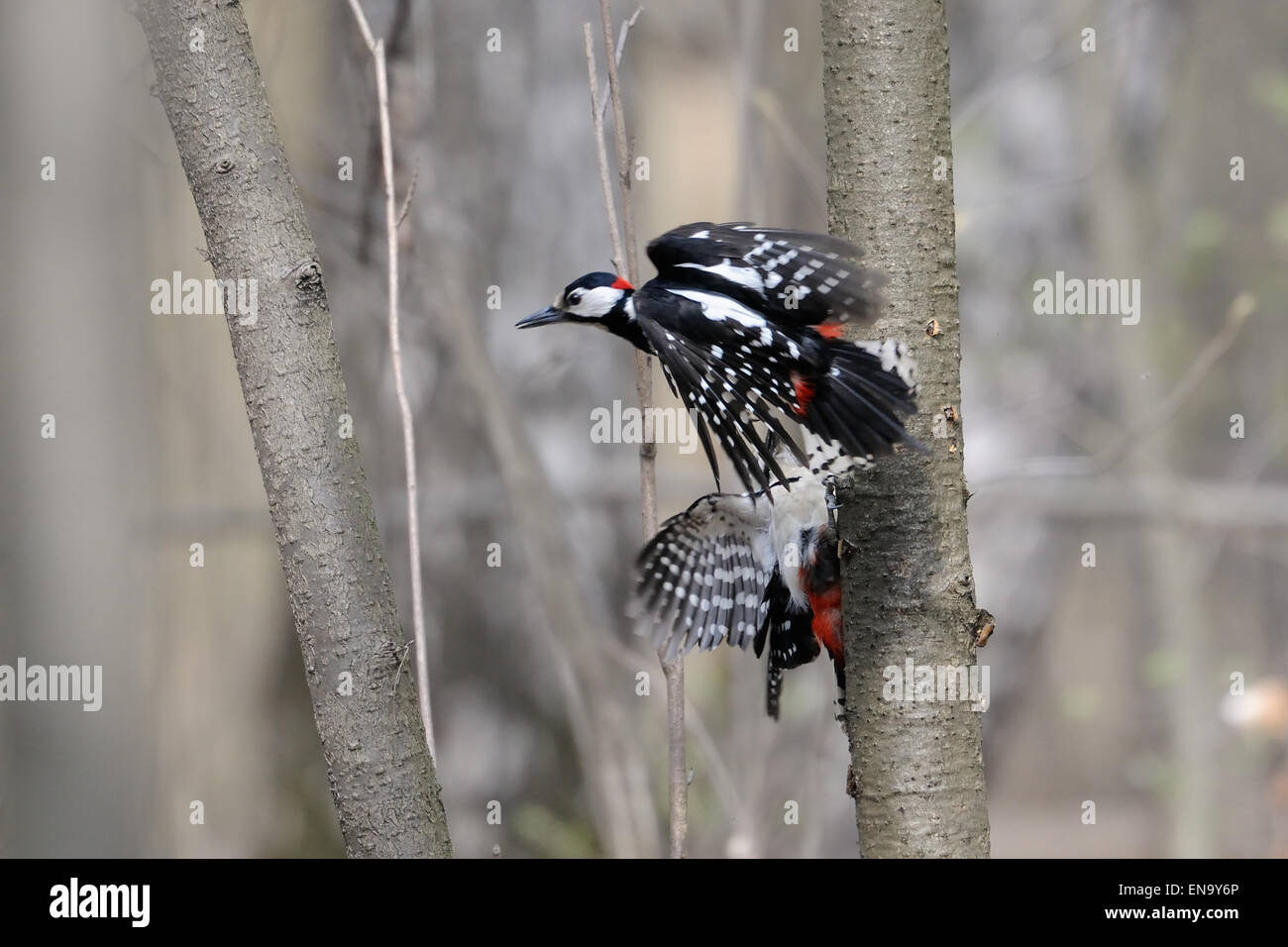 Attiva il gioco a molla dei maschi di grande picchio maculato Foto Stock