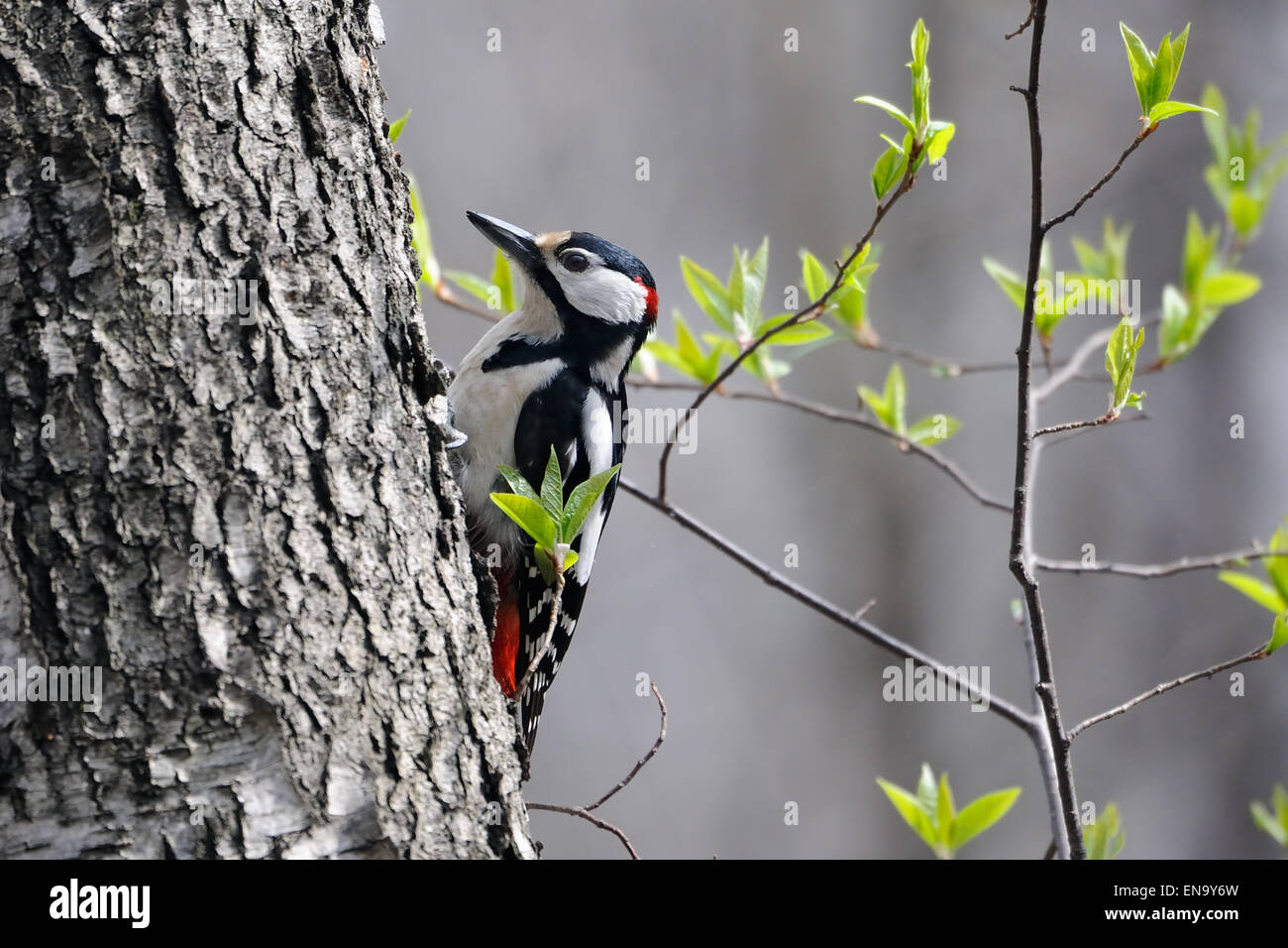 Maschio di Picchio rosso maggiore nella Foresta di primavera Foto Stock