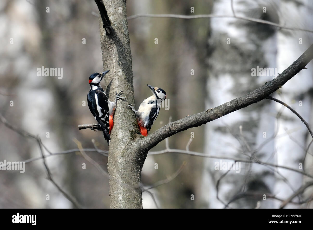 Due maschio grande Spotted picchi nella Foresta di primavera Foto Stock