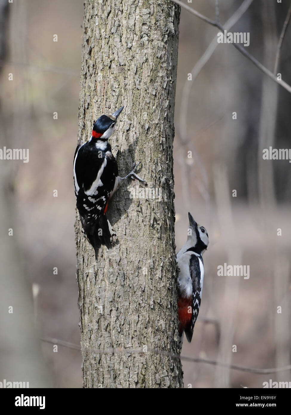 Due maschio grande Spotted picchi sul tronco Foto Stock