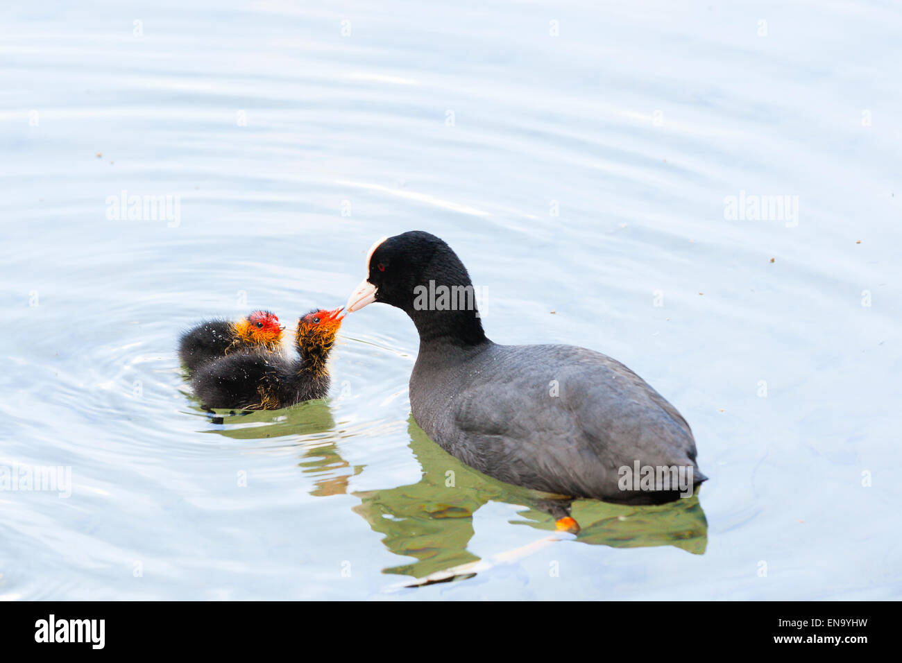 Arundel, UK. Il 30 aprile, 2015. Sul lago Swanbourne, Arundel. Credito: Dave Stevenson/Alamy Live News Foto Stock