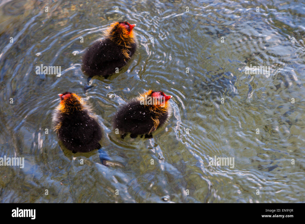 Arundel, UK. Il 30 aprile, 2015. Tre neonati Eurasian folaghe (fulica atra). Sul lago Swanbourne, Arundel. Credito: Dave Stevenson/Alamy Live News Foto Stock