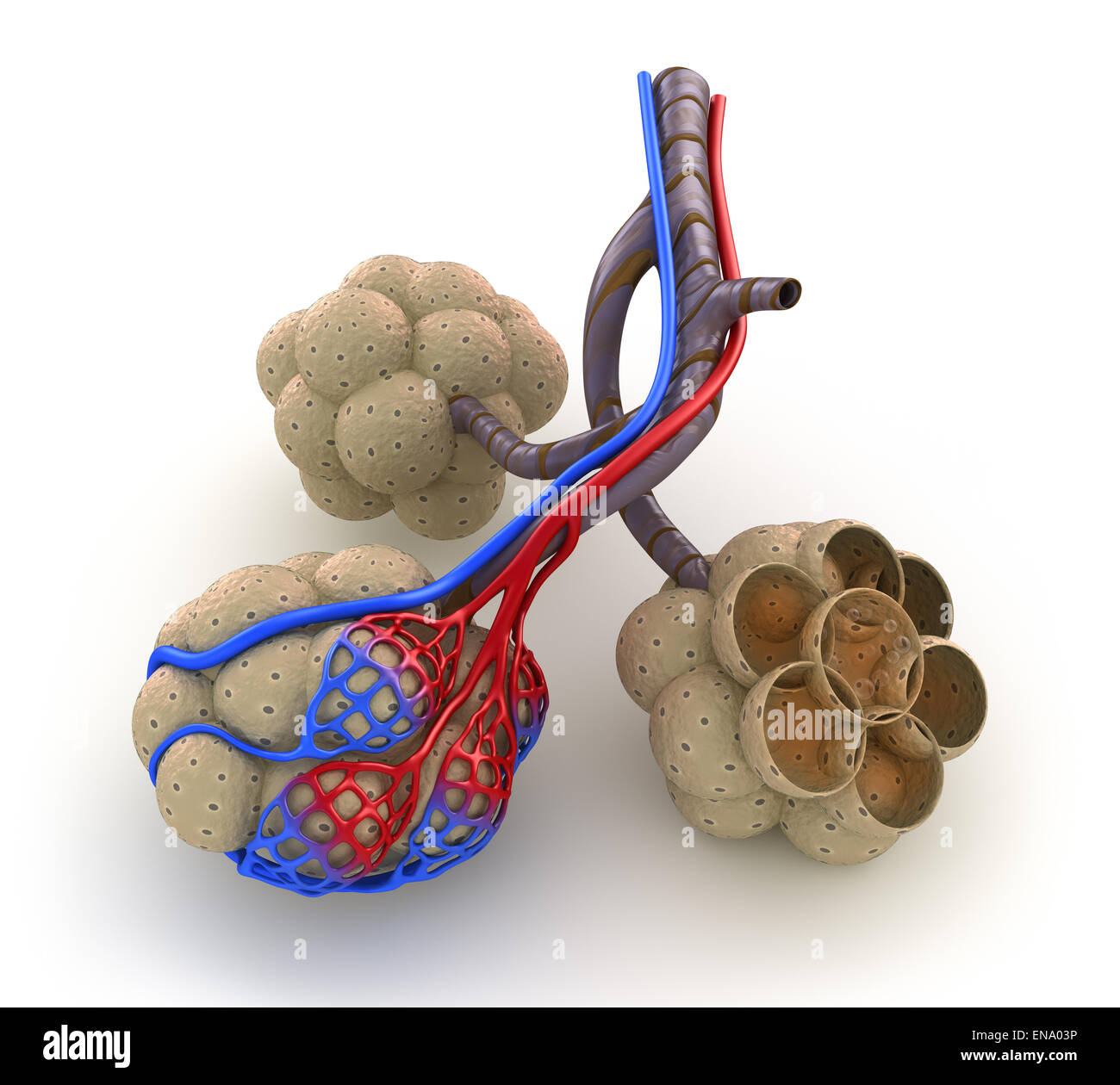 Alveoli nei polmoni - saturazione del sangue da ossigeno. Isolato su bianco Foto Stock