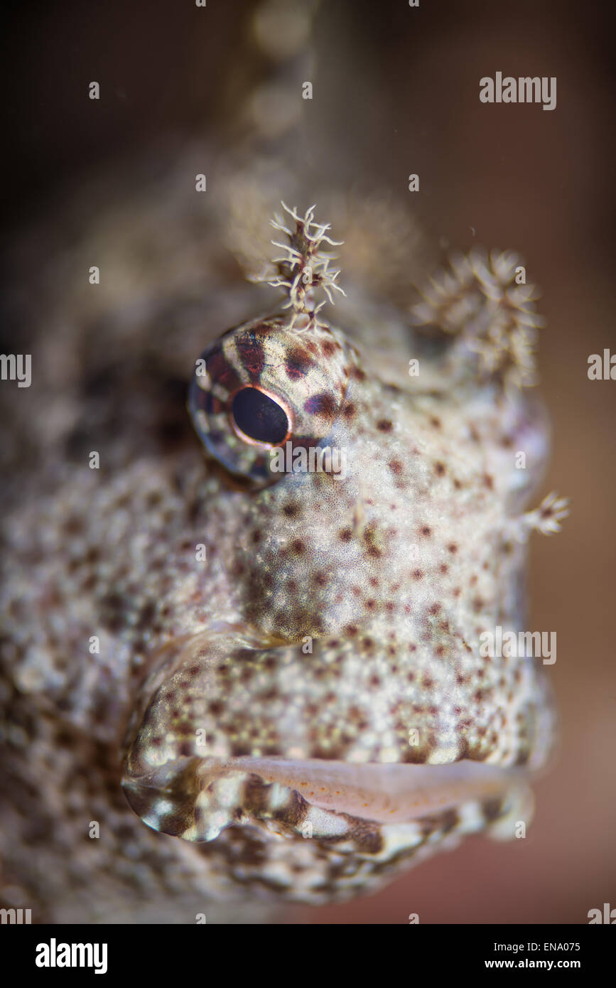 La up chiudere la vista di un volto di bavose.Blennioidei specie provenienti da Indonesia Foto Stock