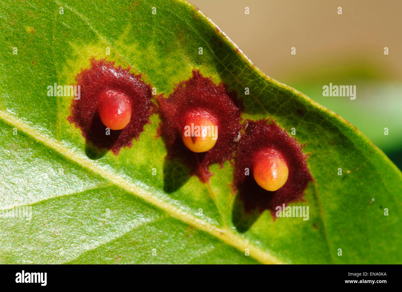 Galli sulla foglia, Mt Hart, regione di Kimberley, Western Australia, WA, Australia Foto Stock