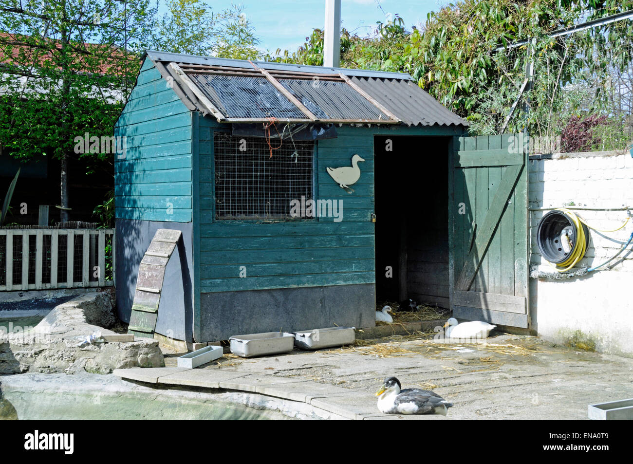 Sono ' appollaiati capannone per le oche Freightliners Farm, Holloway, London Borough di Islington, Inghilterra Gran Bretagna REGNO UNITO Foto Stock