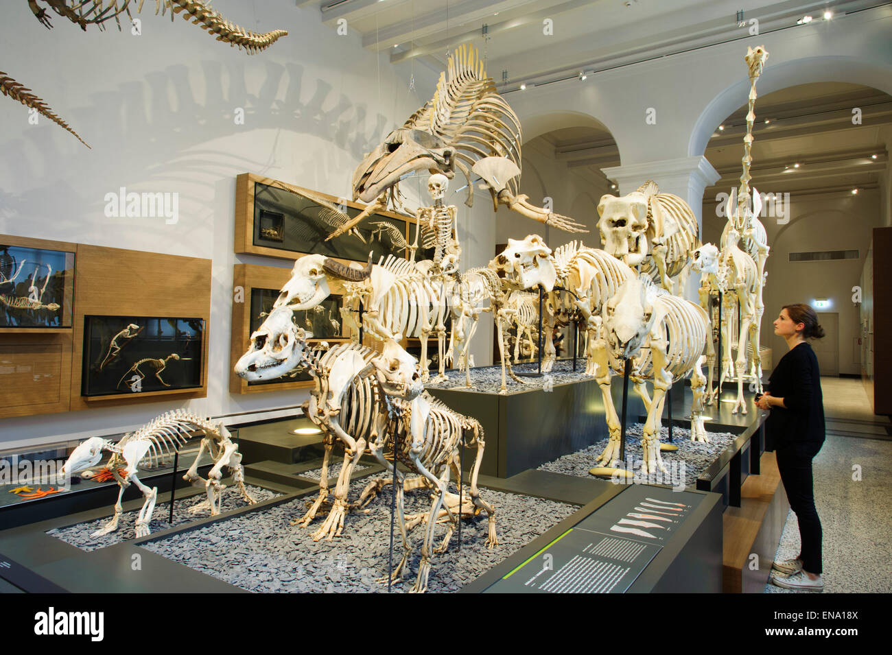 Hessisches Landesmuseum Darmstadt, Abteilung Zoologie, Darmstadt, Assia, Deutschland | Museo Darmstadt, Hesse, Germania Foto Stock