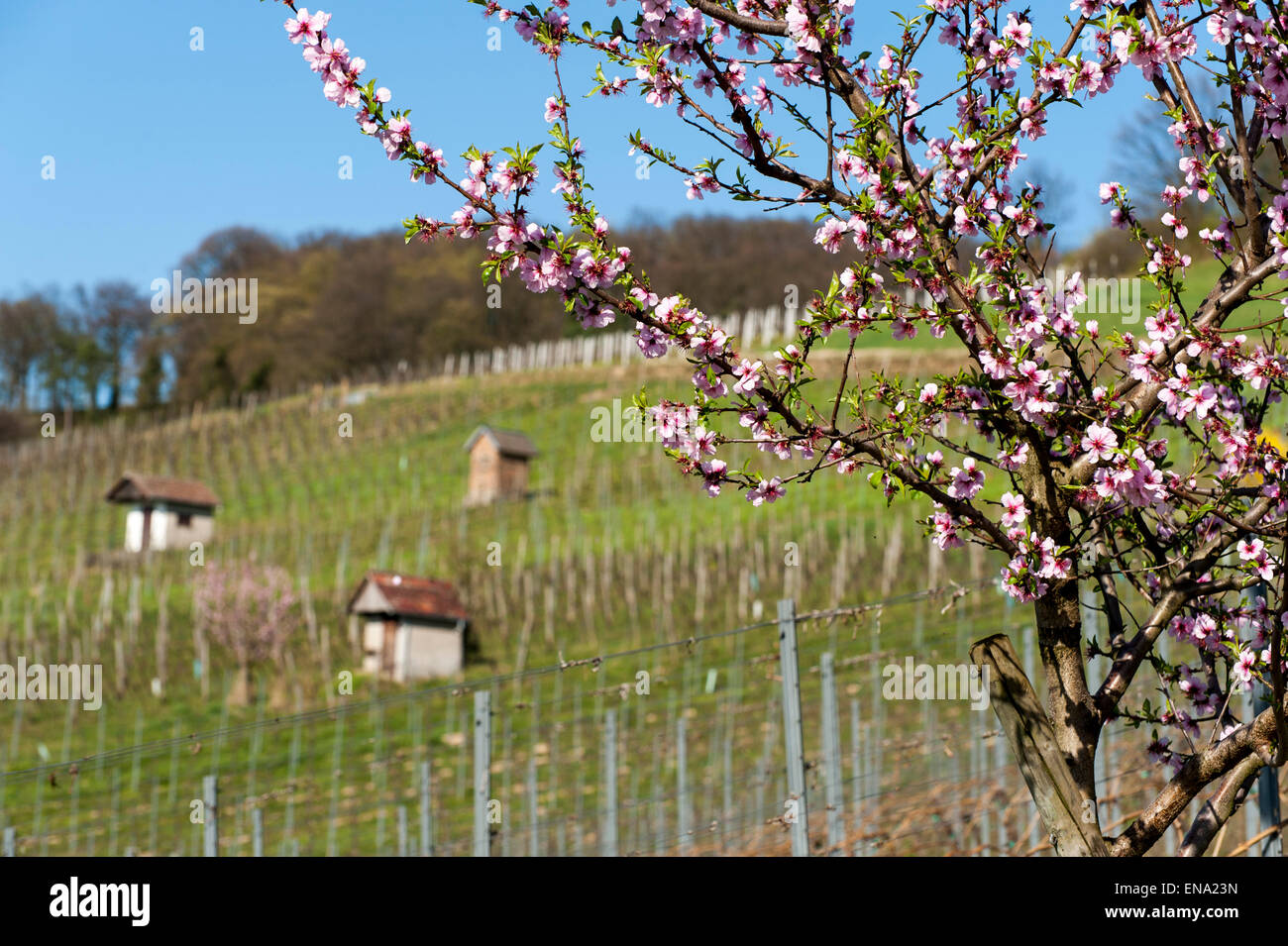 Fioritura mandorlo in vigneti Heppenheim, Bergstrasse, Hesse, Germania Foto Stock