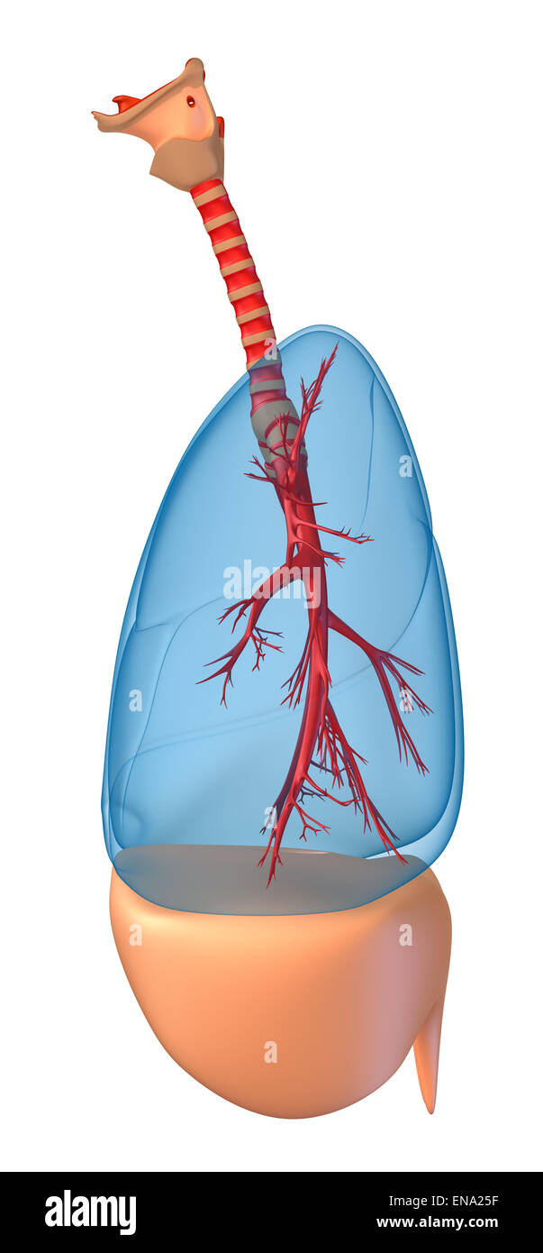 Polmoni - sistema polmonare. Vista da destra, isolato su bianco Foto Stock