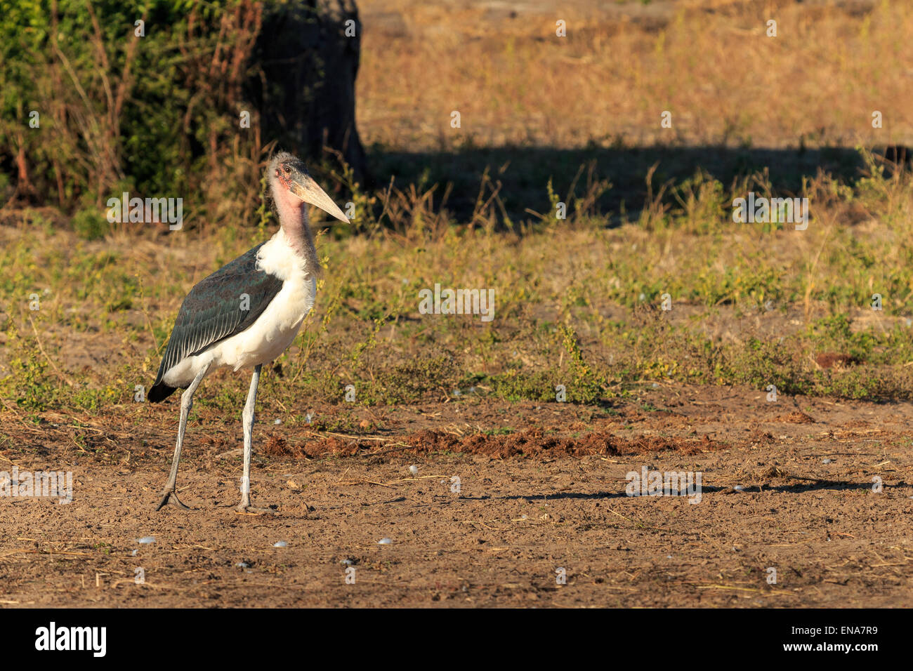 Marabou stork passeggiate lungo il fiume Chobe River, Botswana, Africa. Scavenger bird. Foto Stock