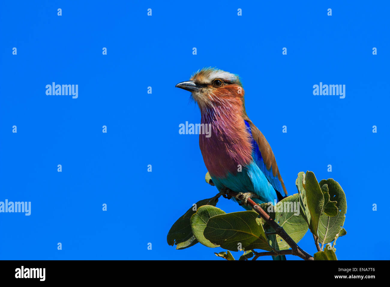 Lilla-breasted rullo nella struttura ad albero sul ramo. Uccello nazionale del Botswana e Kenya. Foto Stock
