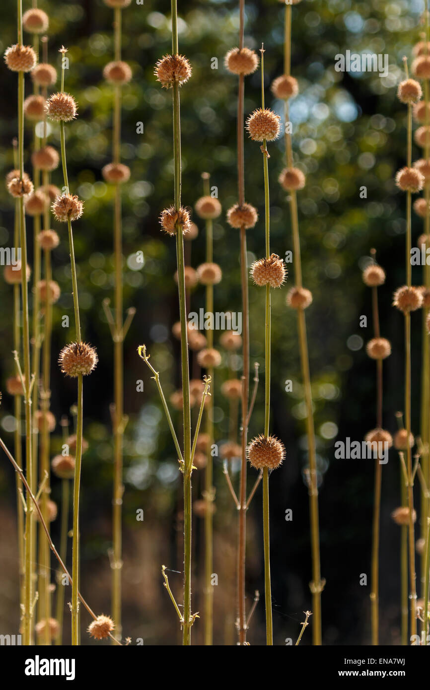 Un erba sognante che sovrasta la vegetazione più bassa. Nizza gradualmente unsharp sfondo. Foto Stock