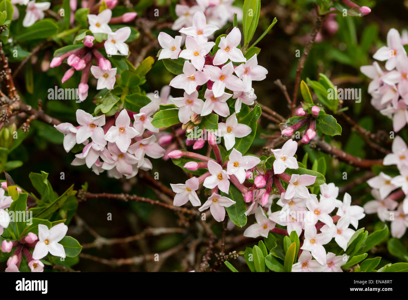 Fiori profumati della evergreen, a fioritura primaverile arbusto, Daphne x burkwoodii "Alfred Burkwood' Foto Stock