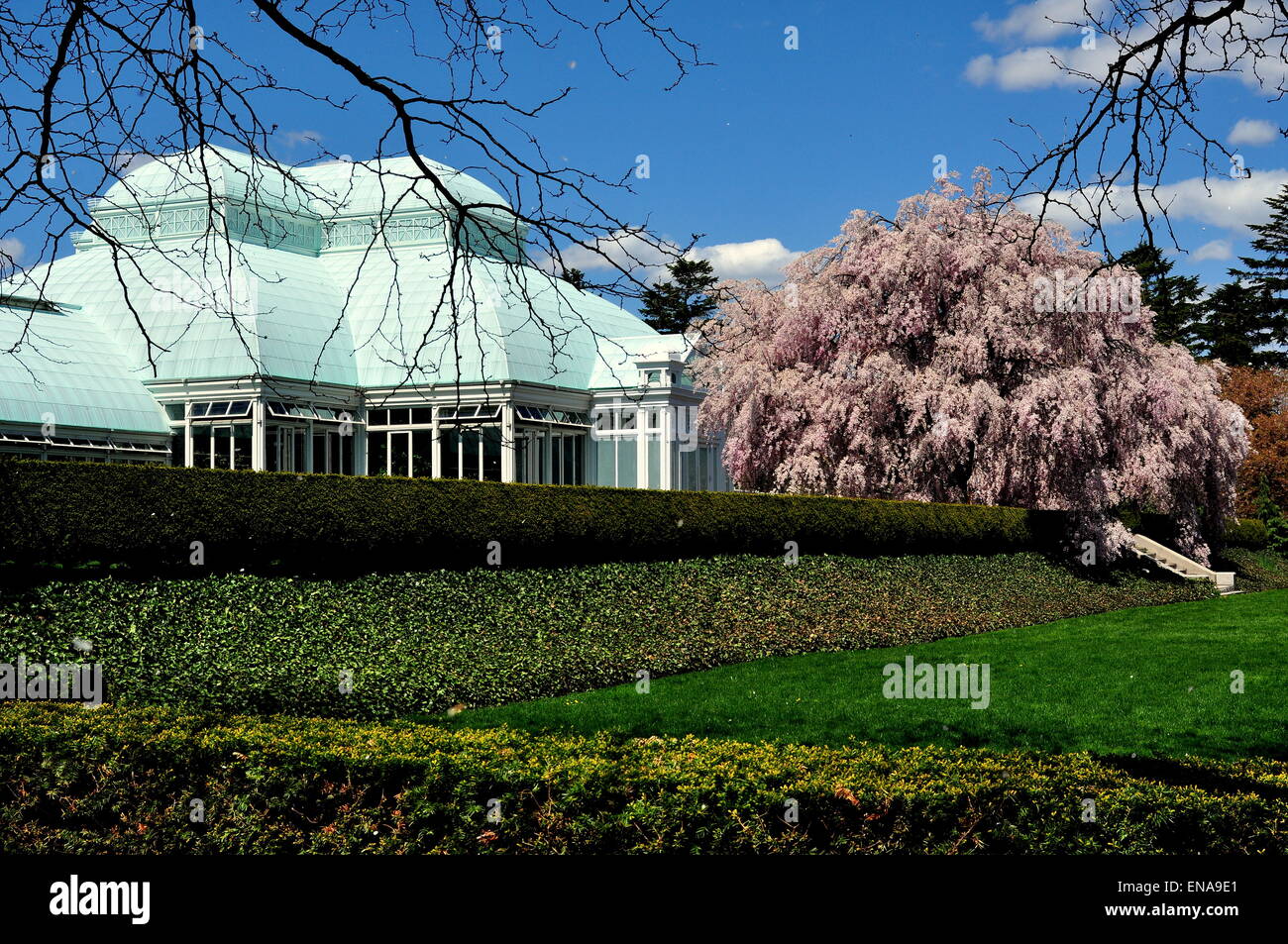Bronx, New York: La Enid Haupt Conservatory con la fioritura di un albero ciliegio a New York il Giardino Botanico Foto Stock