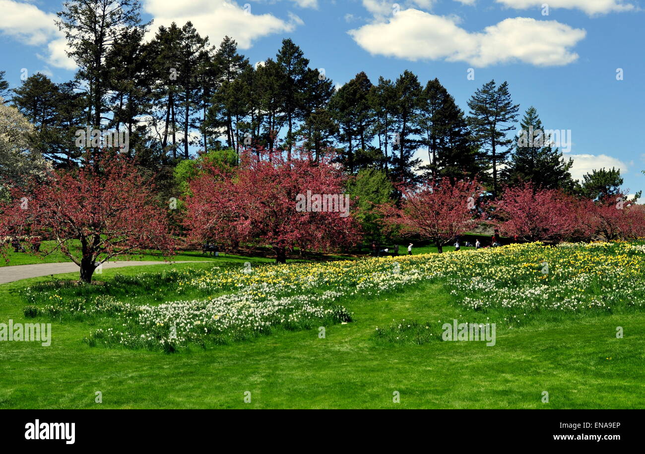 Bronx, New York: Crab Apple alberi con giallo e bianco narcisi su Daffodil Hill a New York il Giardino Botanico Foto Stock