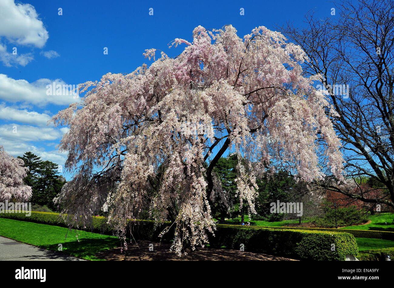 Bronx, New York - ornamentali in ciliegio piangente a New York al Giardino Botanico * Foto Stock