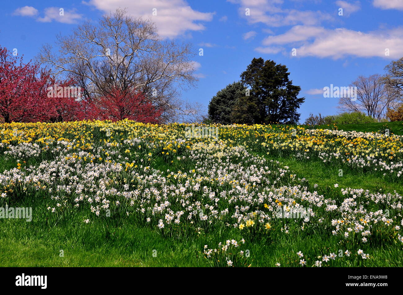 Bronx, New York: migliaia di giallo e bianco narcisi coprire i prati su Daffodil Hill a New York il Giardino Botanico Foto Stock