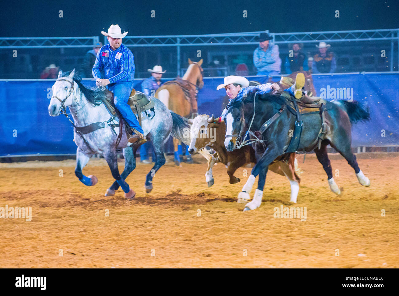 Il cowboy che partecipano in un manzo wrestling concorso alla contea di Clark Rodeo un Rodeo Professionale tenutasi a Logandale , Nevada Foto Stock