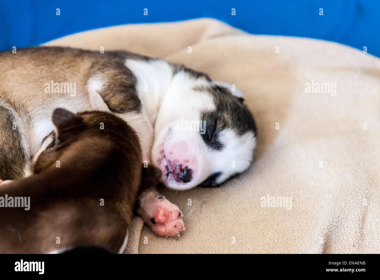 Due nuovi cuccioli di Husky sleeping Foto Stock