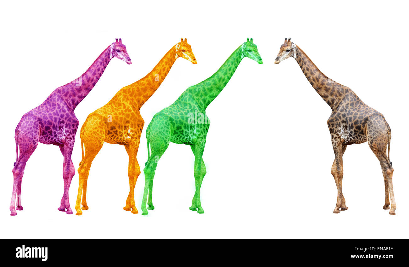 La giraffa isolati su sfondo bianco Foto Stock