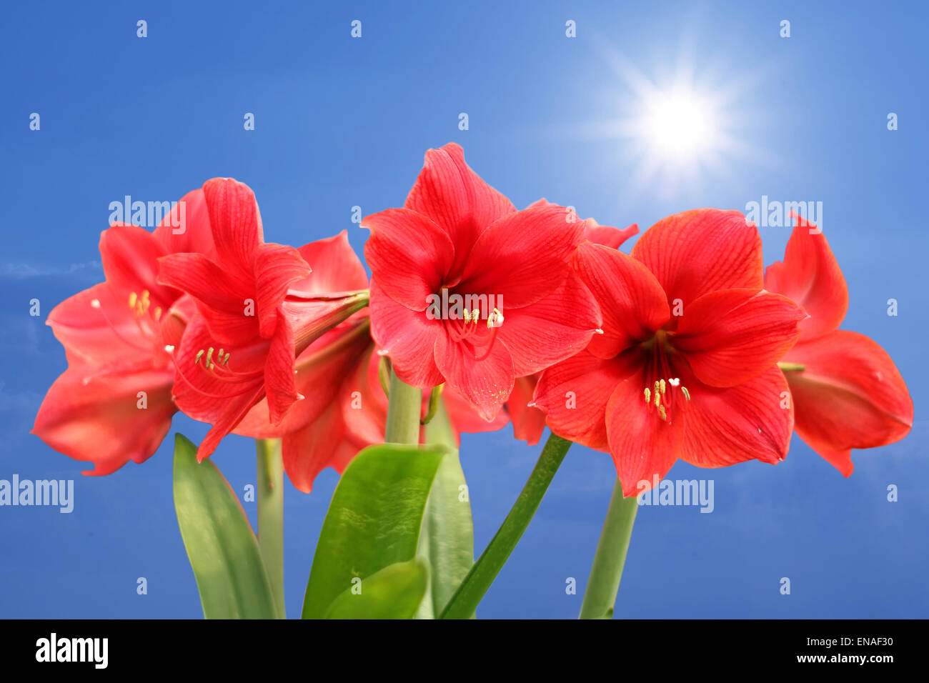 Red amaryllis fiore con bellissimo sfondo sunbeam Foto Stock