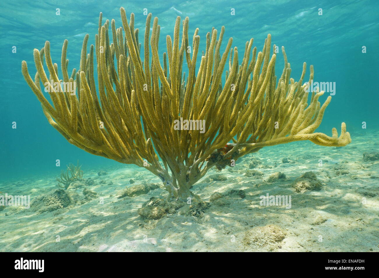 La vita subacquea, grande mare poroso asta, octocoral gorgonia, Pseudoplexaura porosa, Mar dei Caraibi Foto Stock