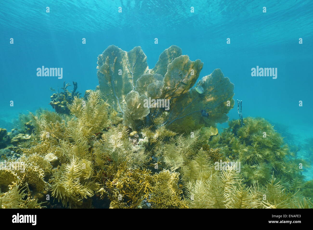 Paesaggio subacqueo in una barriera corallina con ventilatore di mare e il mare pennacchio octocoral gorgonia, Mar dei Caraibi Foto Stock
