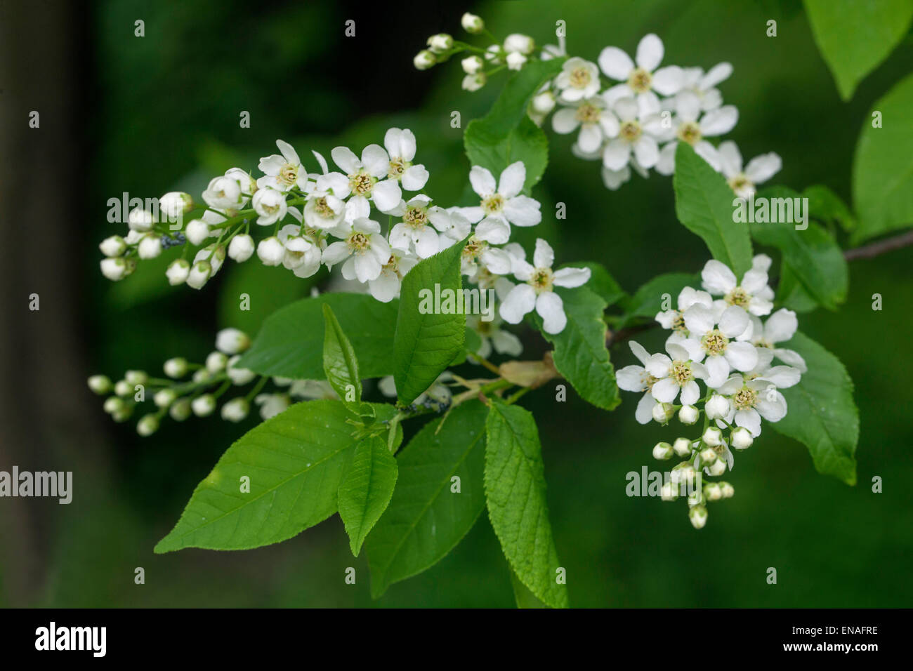 Uccello europeo ciliegia ,Prunus padus Foto Stock