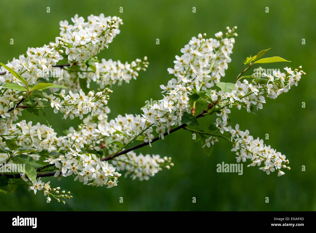 Bird ciliegia ,Prunus padus Foto Stock