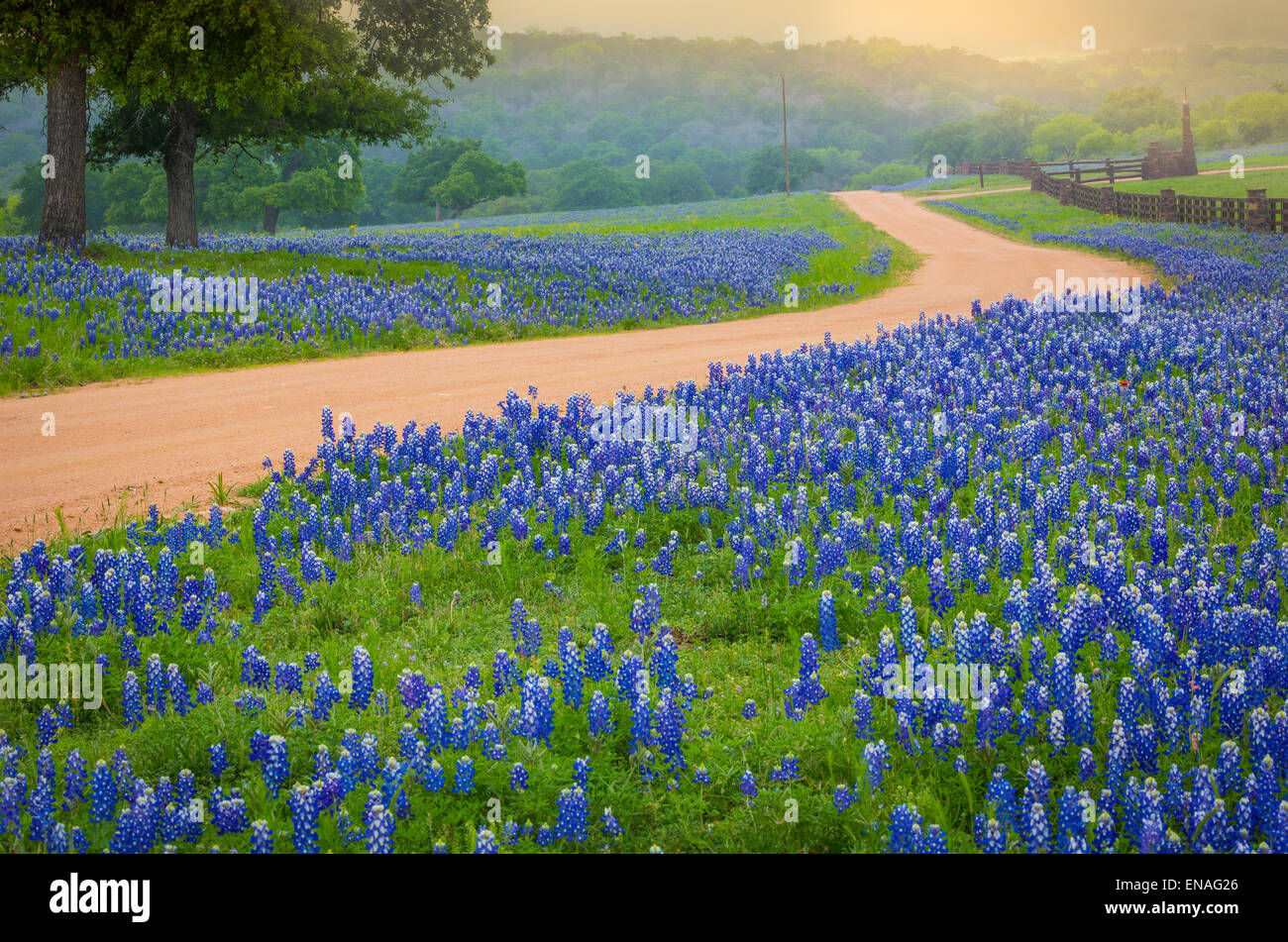 Strada di campagna nel Texas Hill Country a est di Llano, Texas, linea da bluebonnets Foto Stock
