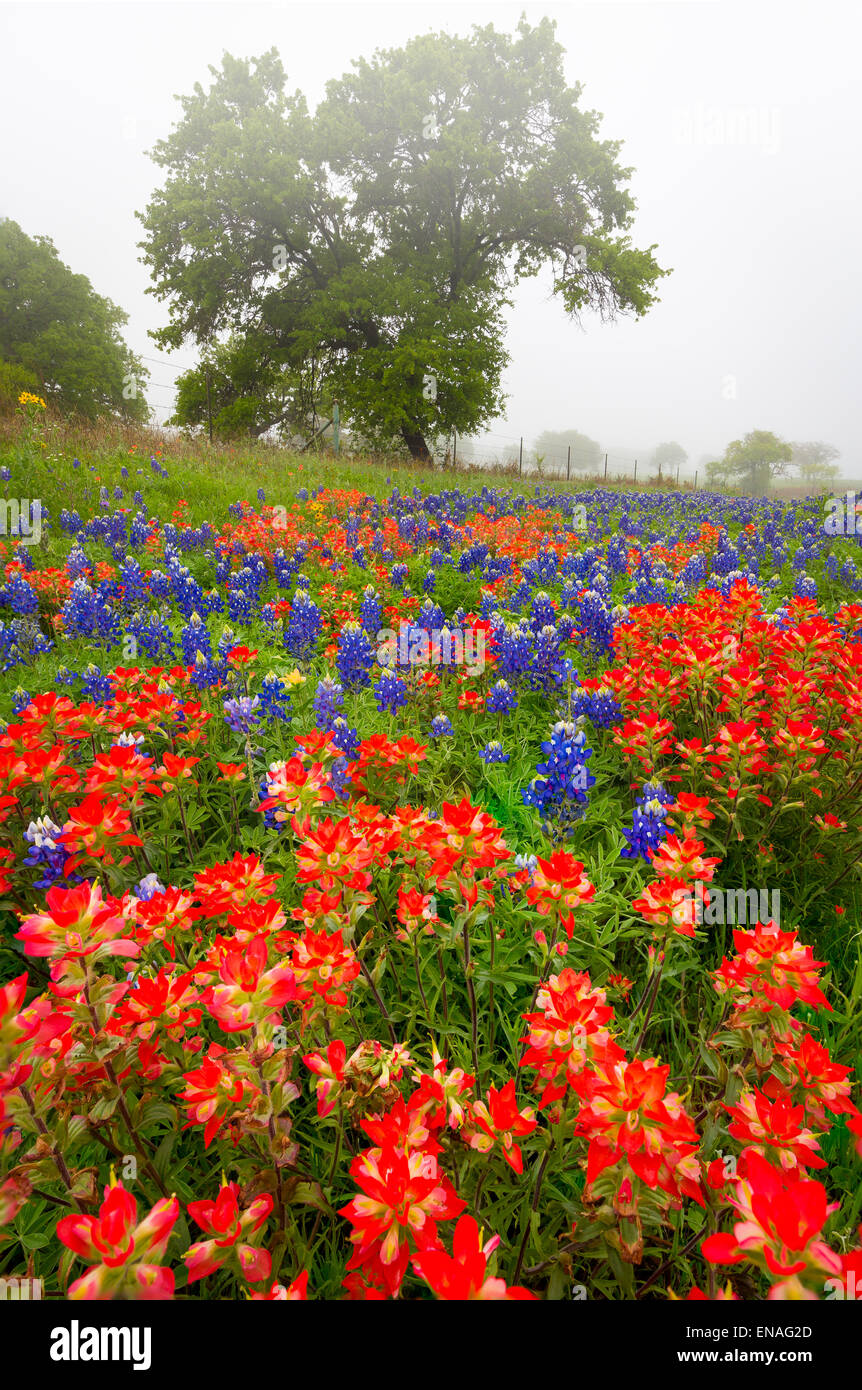 Pennello e bluebonnets nel Texas Hill Country vicino Fredericksburg, Texas Foto Stock