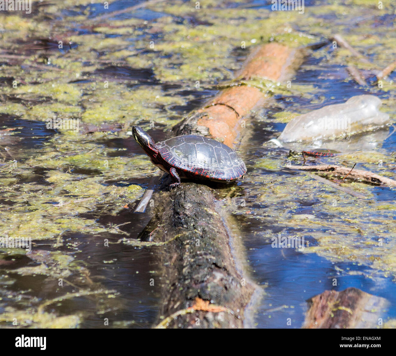 Dipinto di tartaruga si crogiola al sole mentre galleggiante su un log in una zona umida della palude con una bottiglia di plastica dietro di esso. Foto Stock