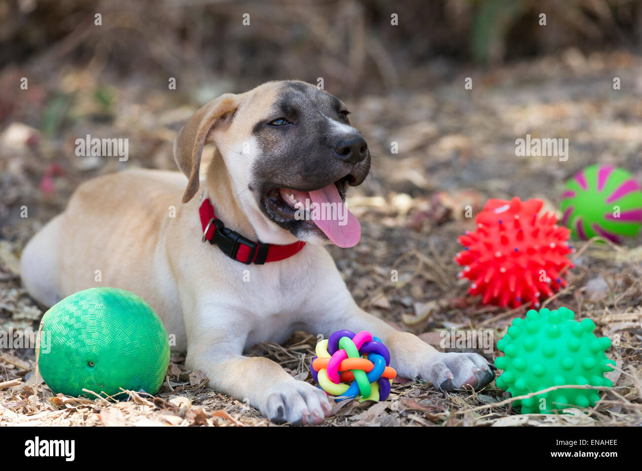 Un grazioso cucciolo felice è all'aperto circondato dai suoi giocattoli. Foto Stock