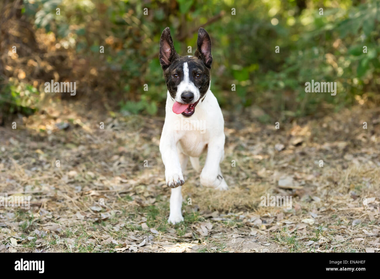 Un Felice eccitato giovane cane è correre e saltare all'aperto con la sua lingua appendere fuori. Foto Stock