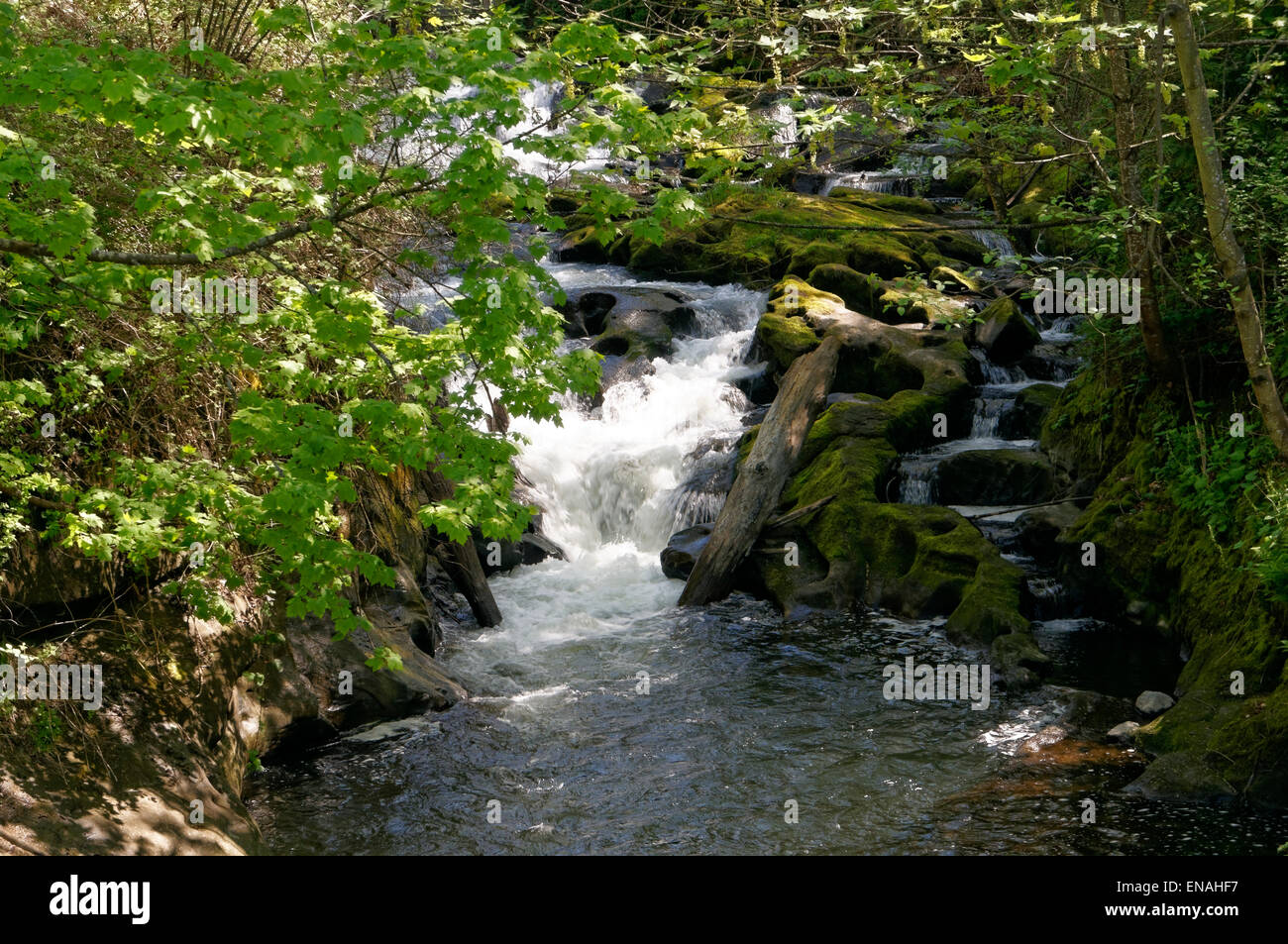Correndo acqua in Whatcom Creek, Maritime Heritage Park, Bellingham, nello stato di Washington, USA Foto Stock