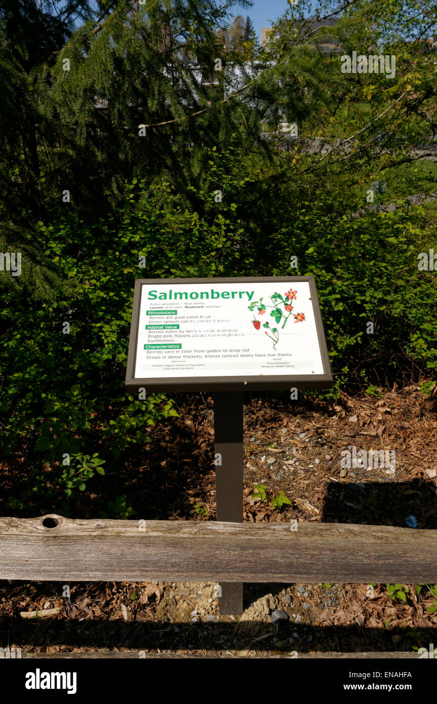 Salmonberry segno interpretative su un sentiero natura in Maritime Heritage Park, Bellingham, Washington, Stati Uniti d'America Foto Stock
