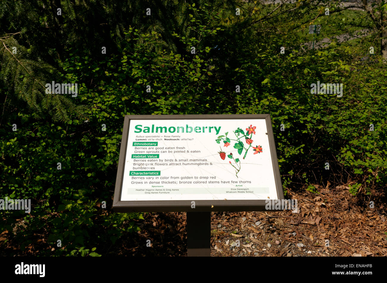 Salmonberry segno interpretative su un sentiero natura in Maritime Heritage Park, Bellingham, Washington, Stati Uniti d'America Foto Stock