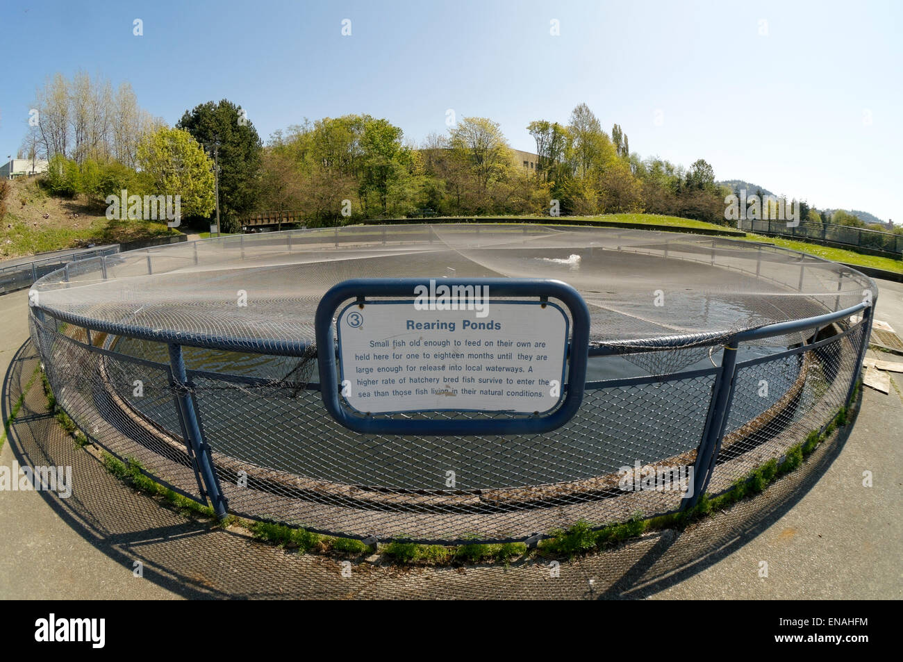 Allevamento di salmone stagno al Maritime Heritage Park, Bellingham, Lavaggio ton, STATI UNITI D'AMERICA Foto Stock