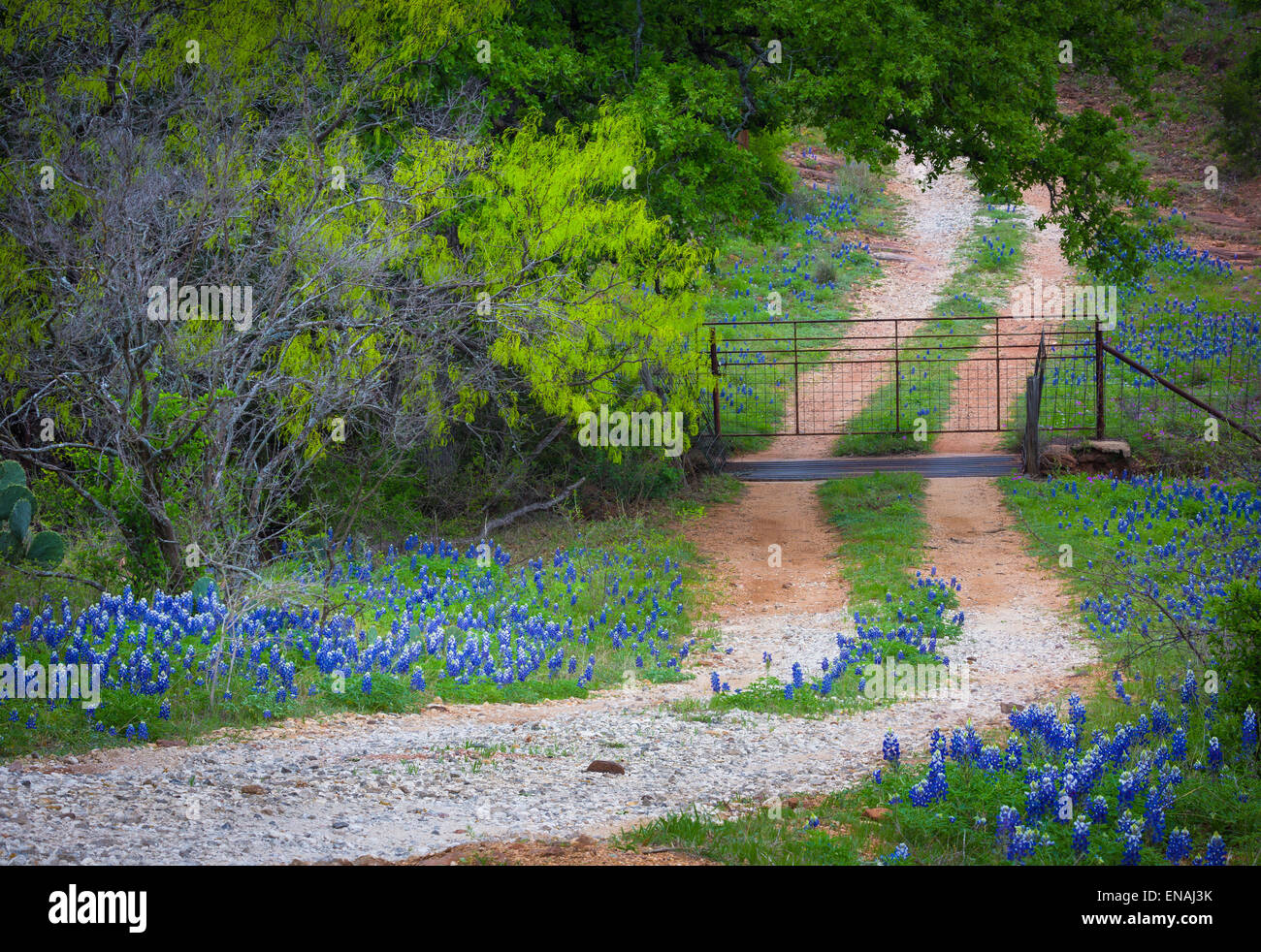 Piccola strada di ghiaia linee con bluebonnets, vicino a Willow Città nel Texas Hill Country Foto Stock