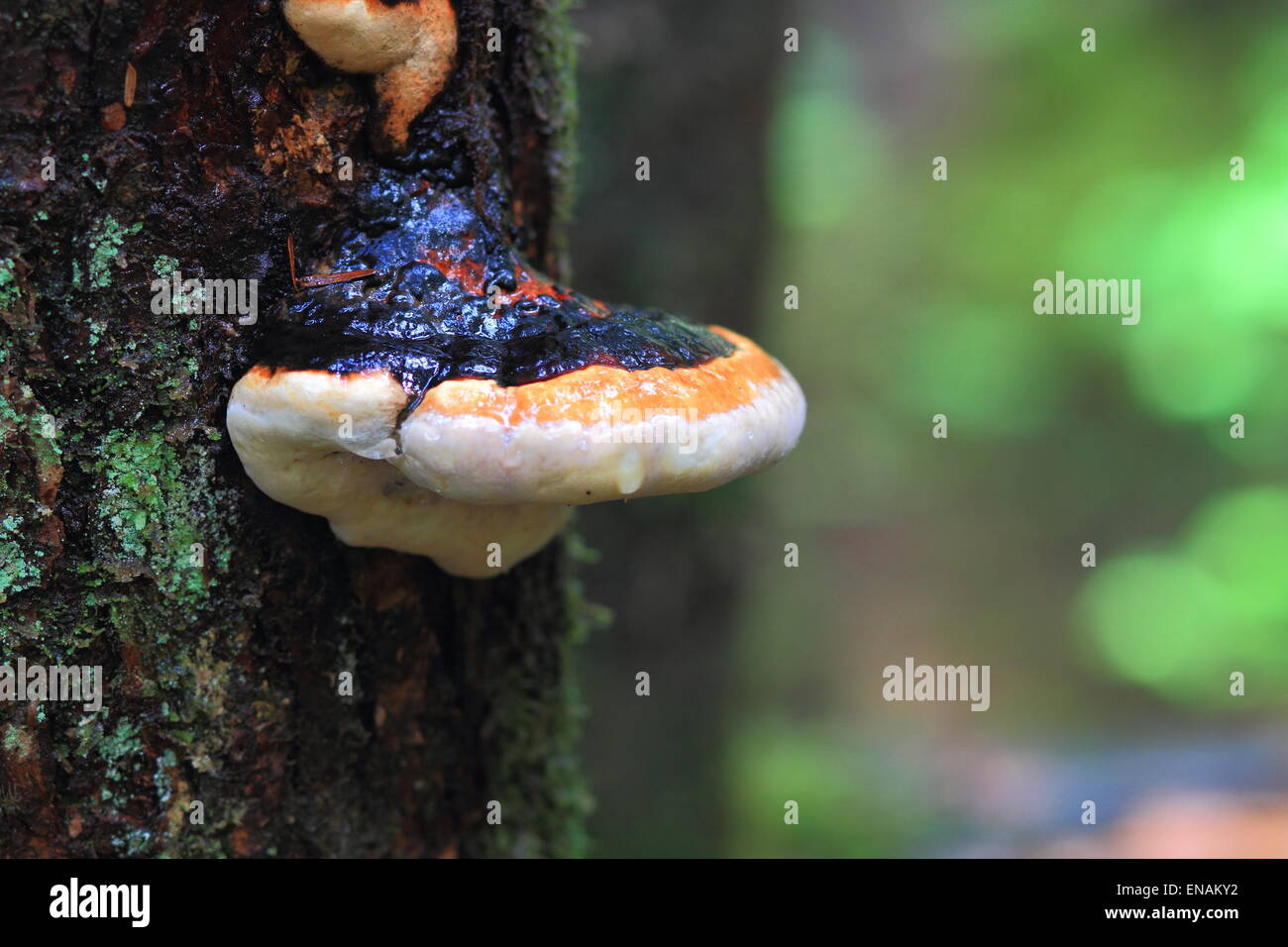 Fungo dell'albero Foto Stock