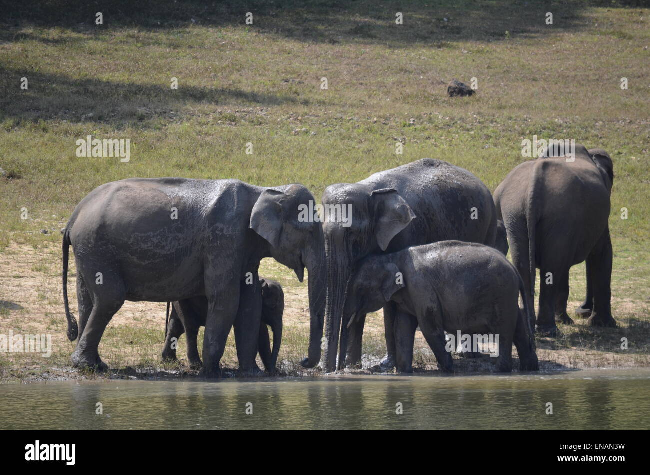 La natura, la fauna selvatica Foto Stock