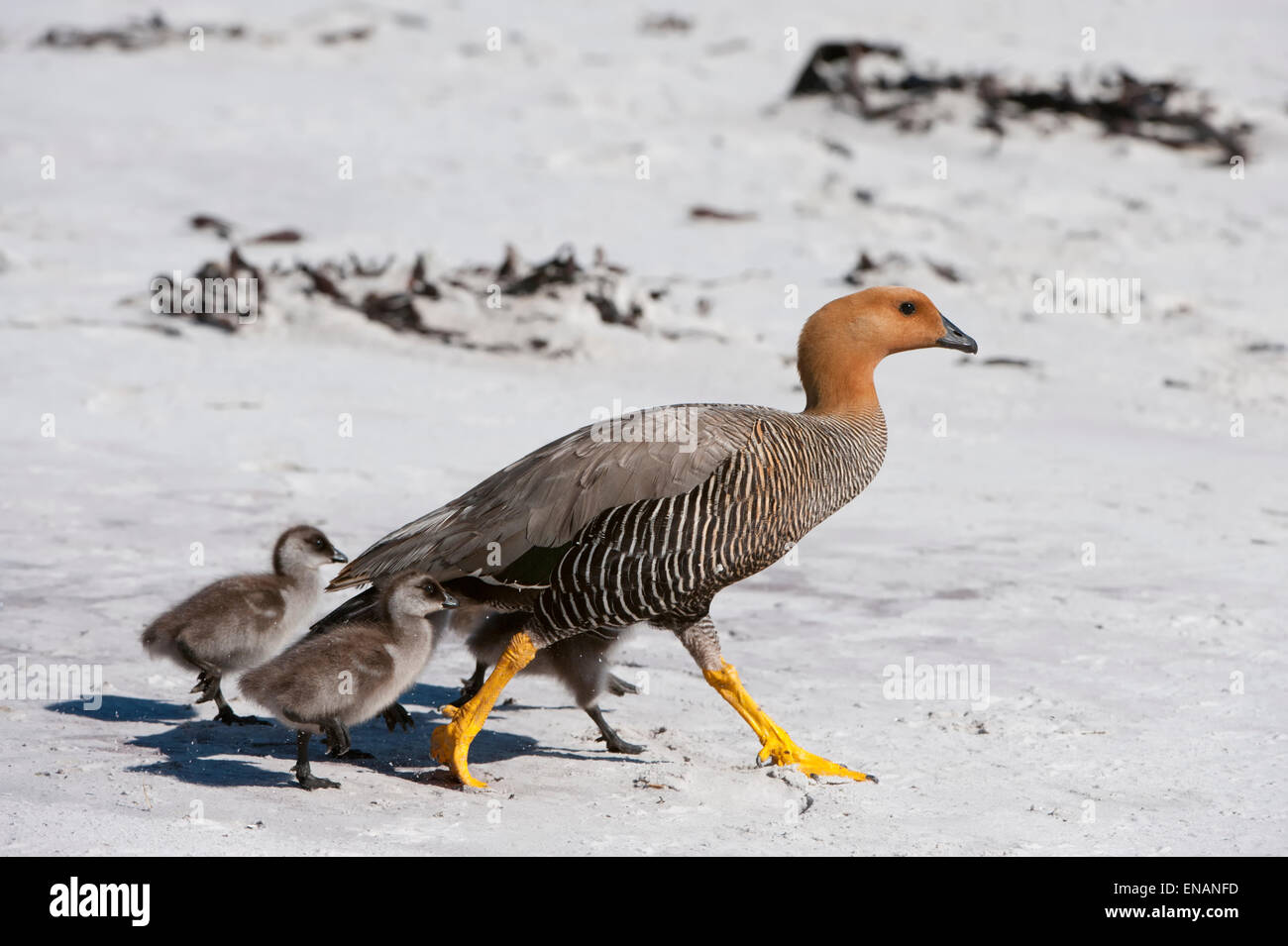 Femmina o montane Magellan Goose (Chloephaga picta) con pulcini camminando sulla riva, Saunders Island, Isole Falkland Foto Stock