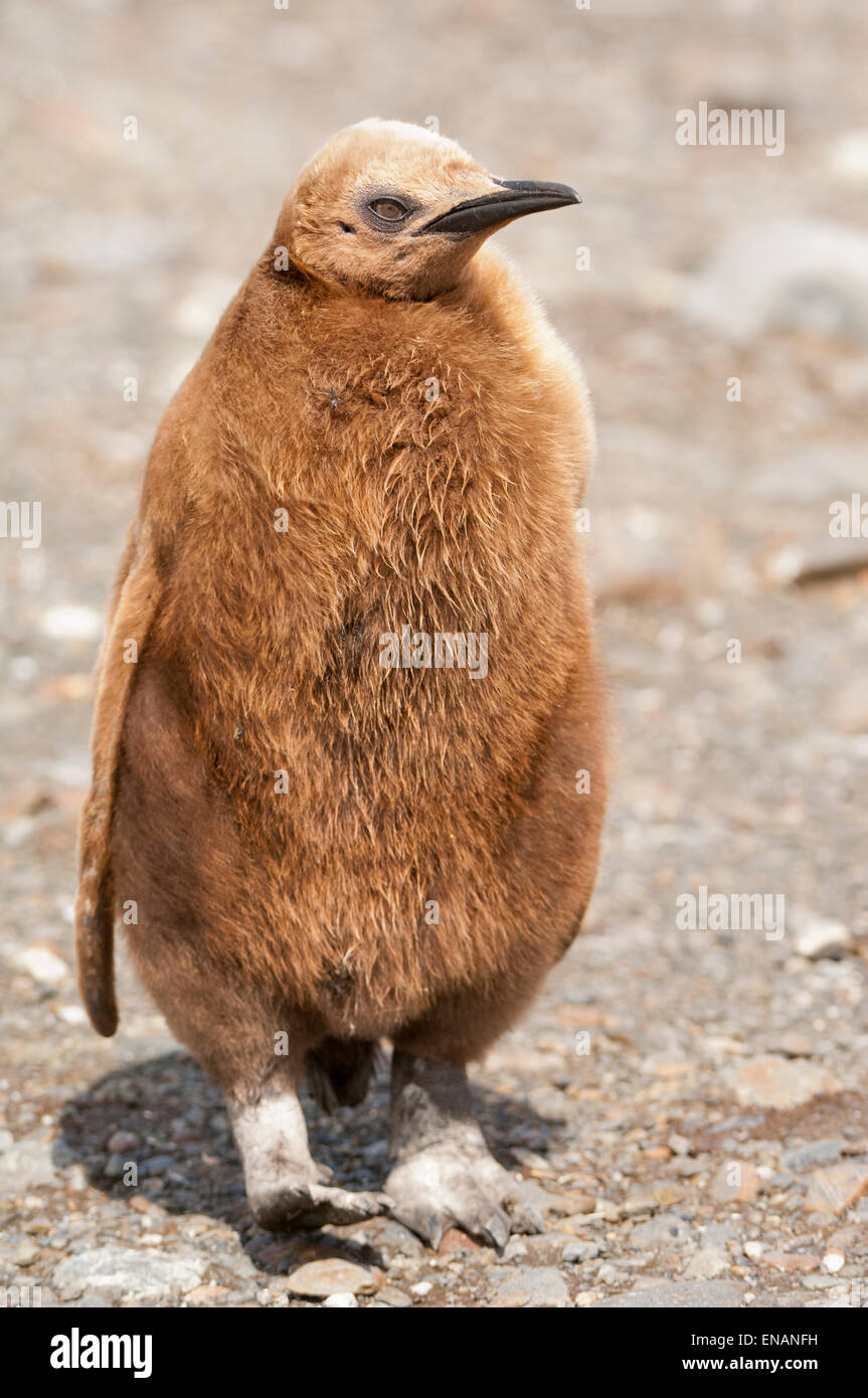 Re pinguino pulcino (Aptenodytes patagonicus), Fortuna Bay, Isola Georgia del Sud Foto Stock